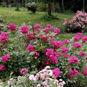 Ciemnofioletowy z purpurowym odcieniem - róże parkowe